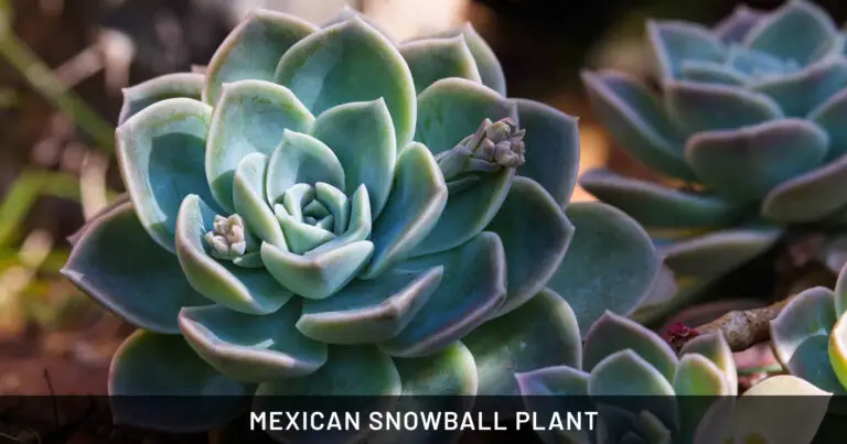 Mexican Snowball Plant: Safe for Dogs & Cats | Outdoor & Pet Friendly