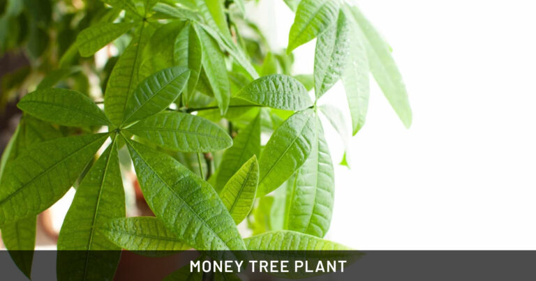 money tree plant