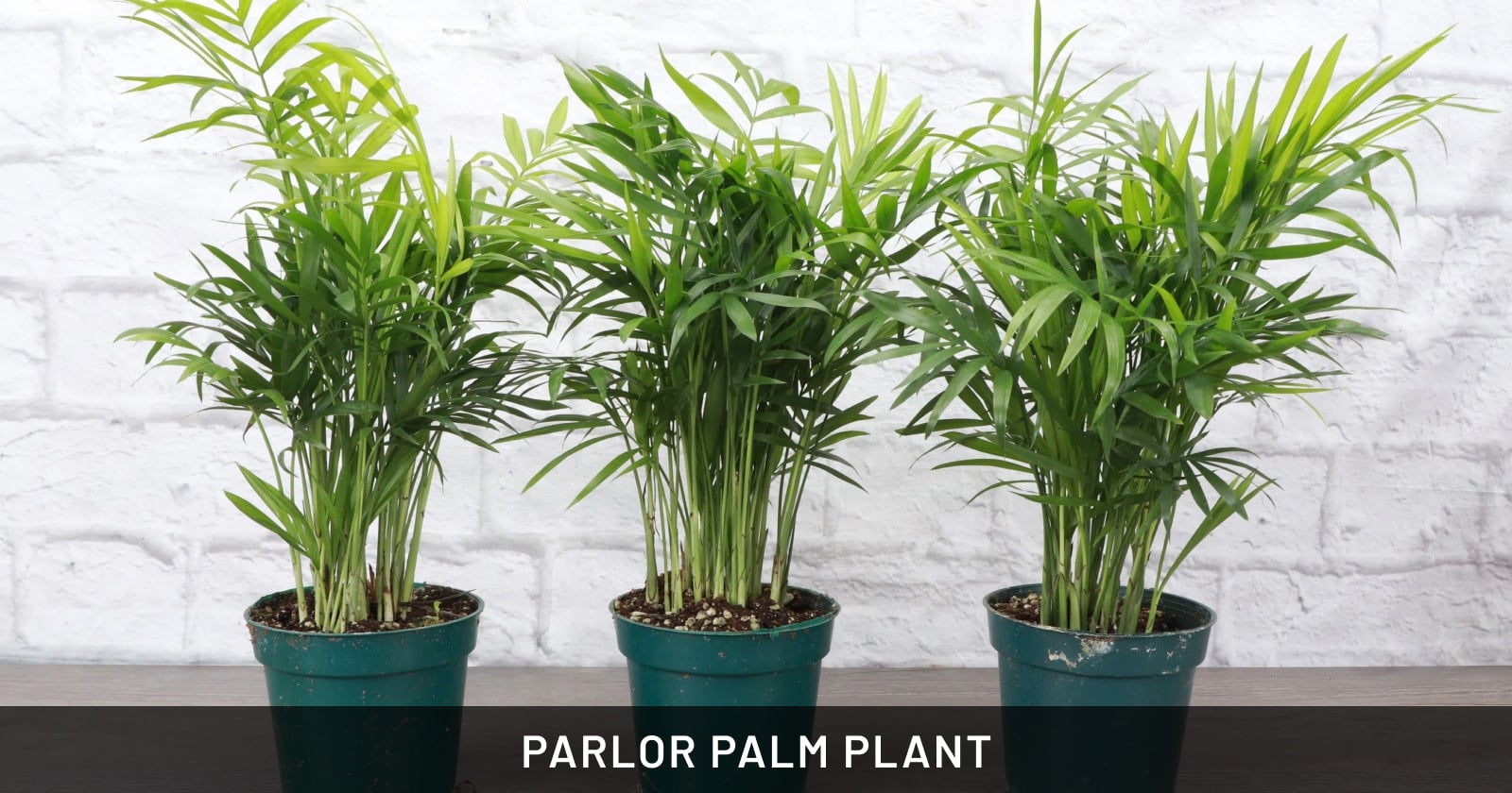 parlor palm plant