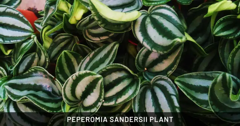 Peperomia Sandersii Plant: Safe for Dogs, Cats & Horses | Outdoor & Pet Friendly