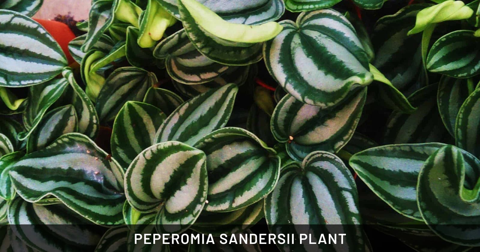 peperomia sandersii plant