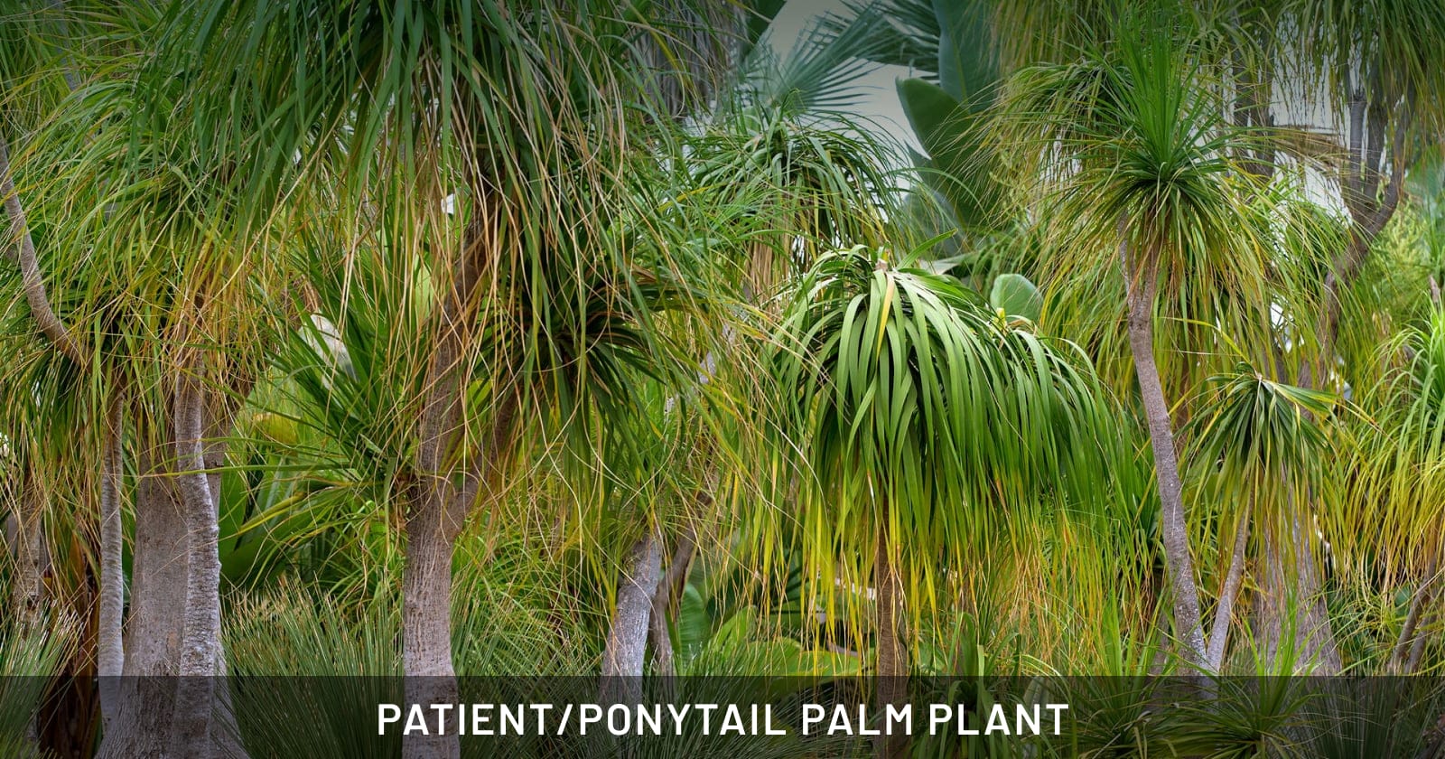 ponytail palm plant