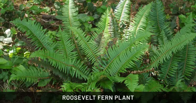 Roosevelt Fern Plant: Safe for Dogs, Cats & Horses | Indoor & Pet Friendly