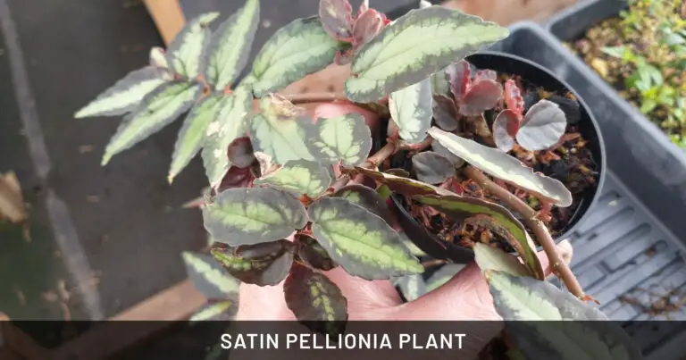Satin Pellionia Plant: Safe for Dogs, Cats & Horses | Outdoor & Pet Friendly