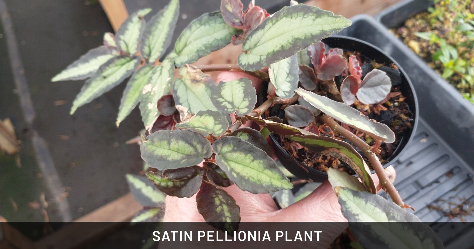 satin pellionia plant