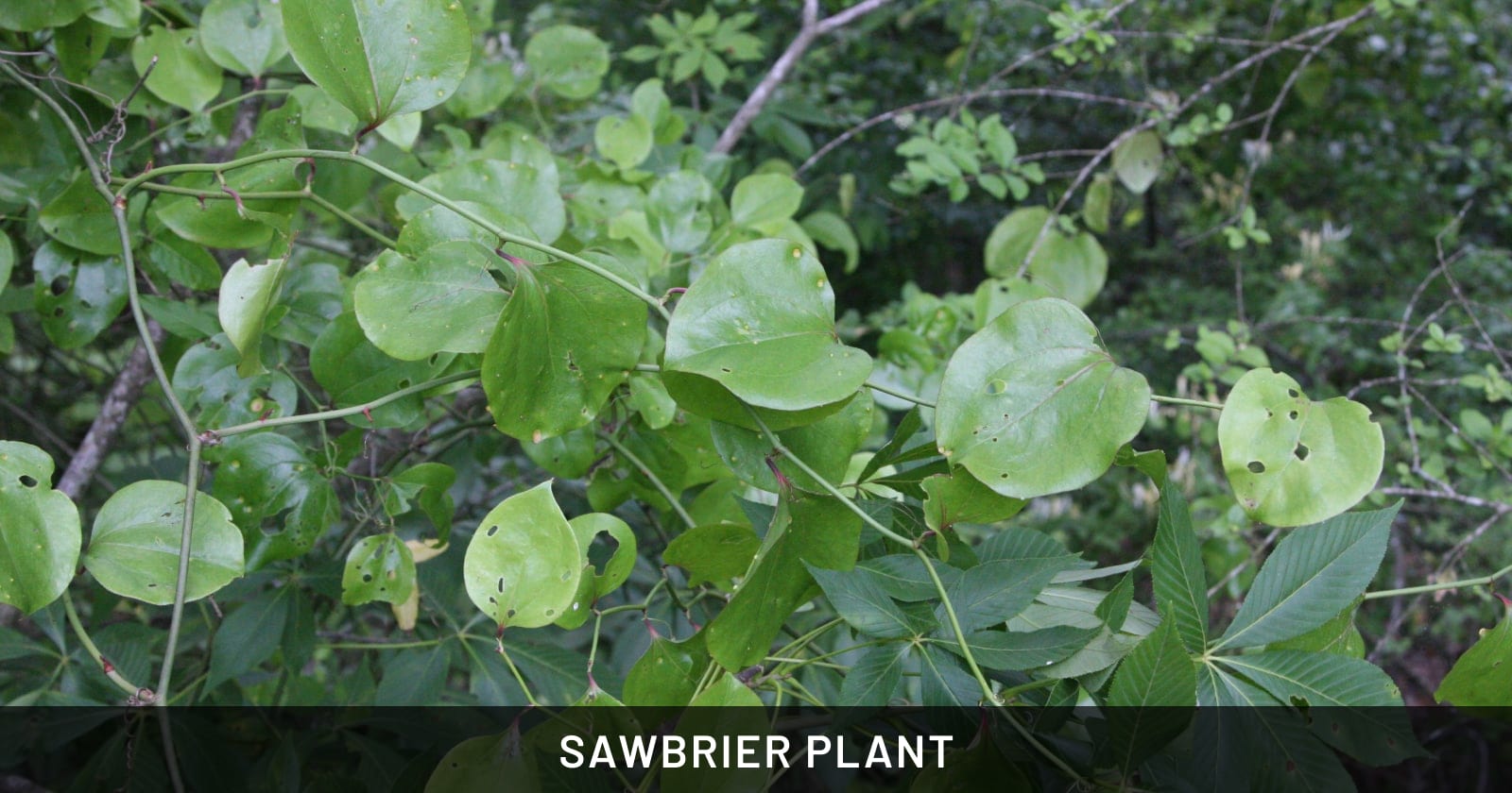 sawbrier plant