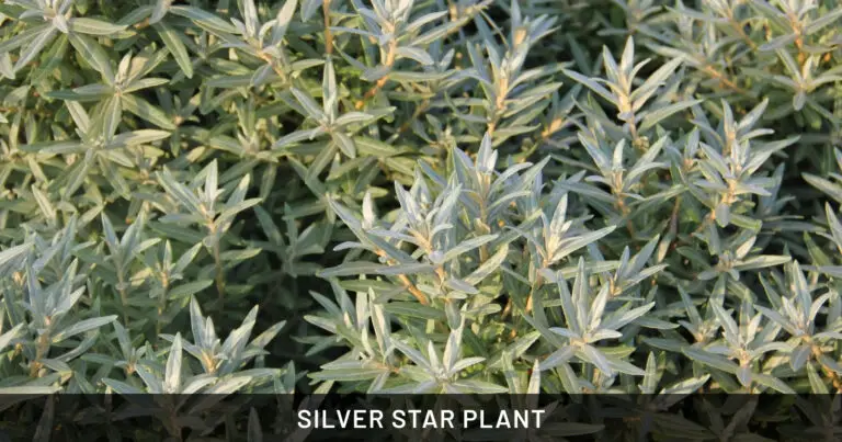 Silver Star Plant: Safe for Dogs, Cats & Horses | Outdoor & Pet Friendly