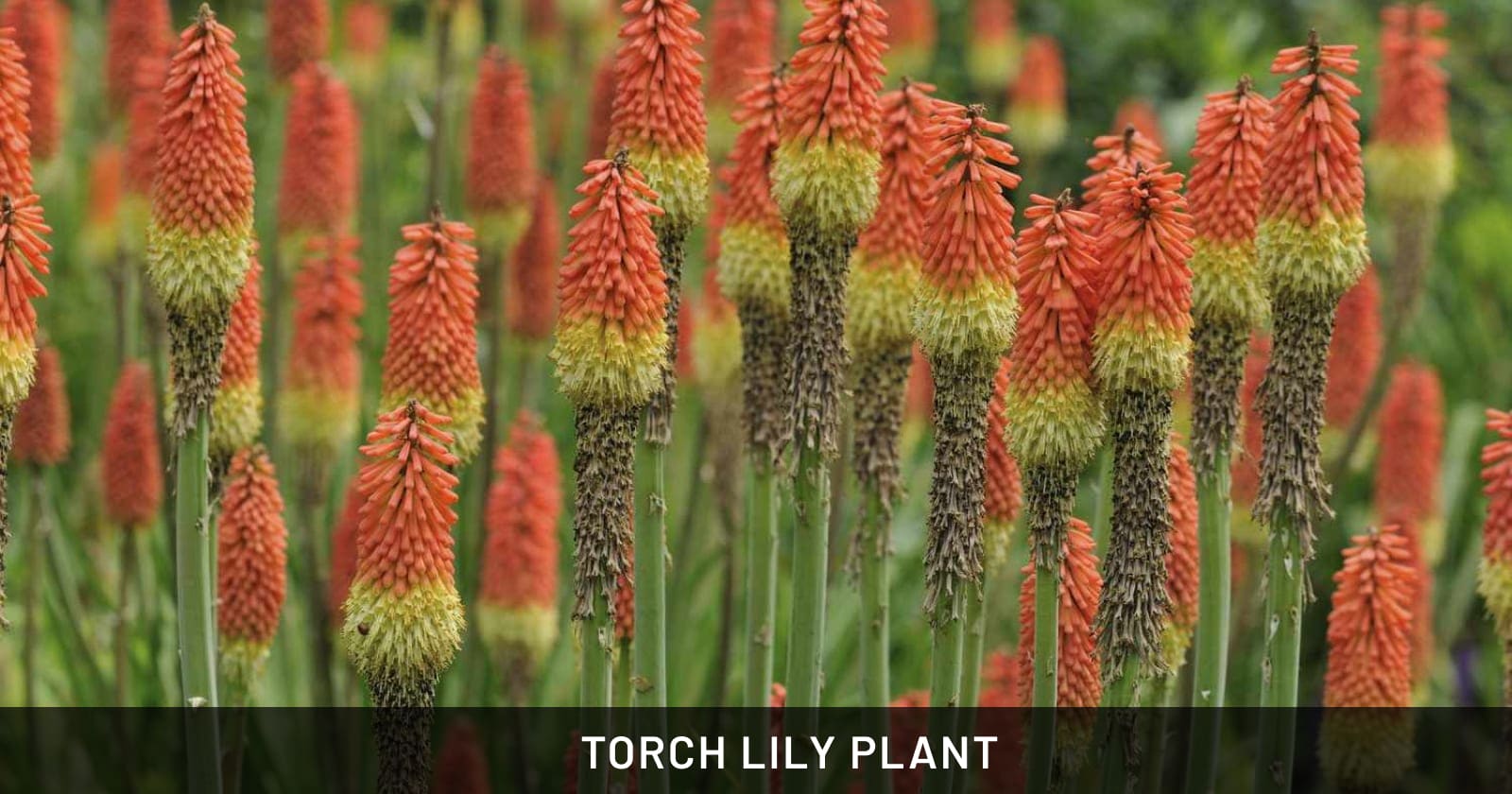 torch lily plant