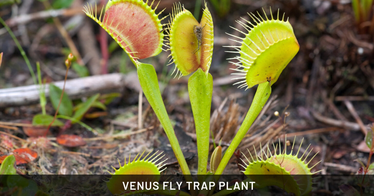 venus fly trap plant