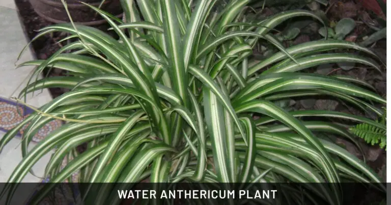 Walking Anthericum Plant: Safe for Dogs & Cats | Outdoor & Pet Friendly