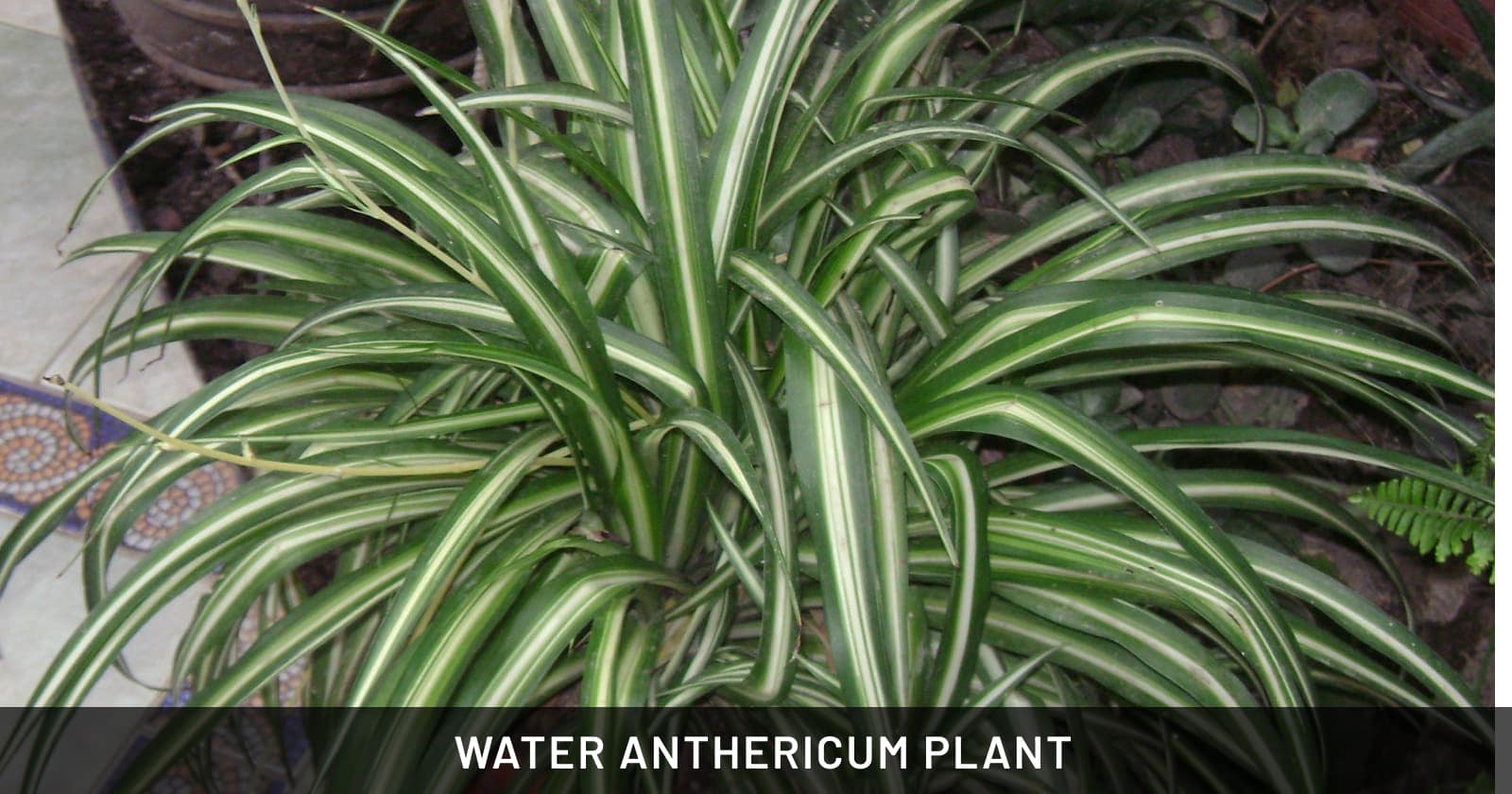 water anthericum plant