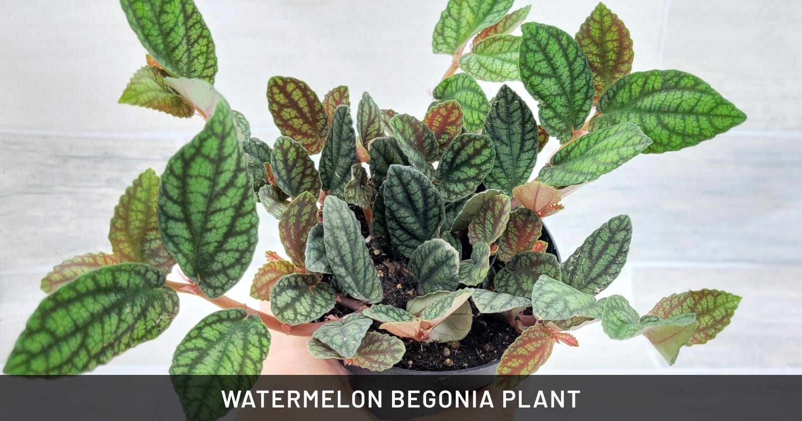 watermelon begonia plant