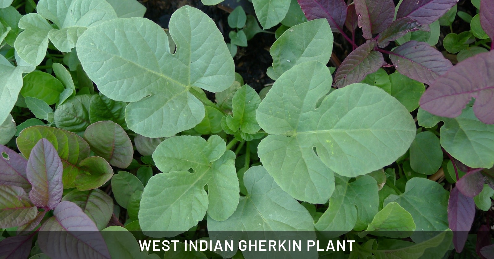 west indian gherkin plant