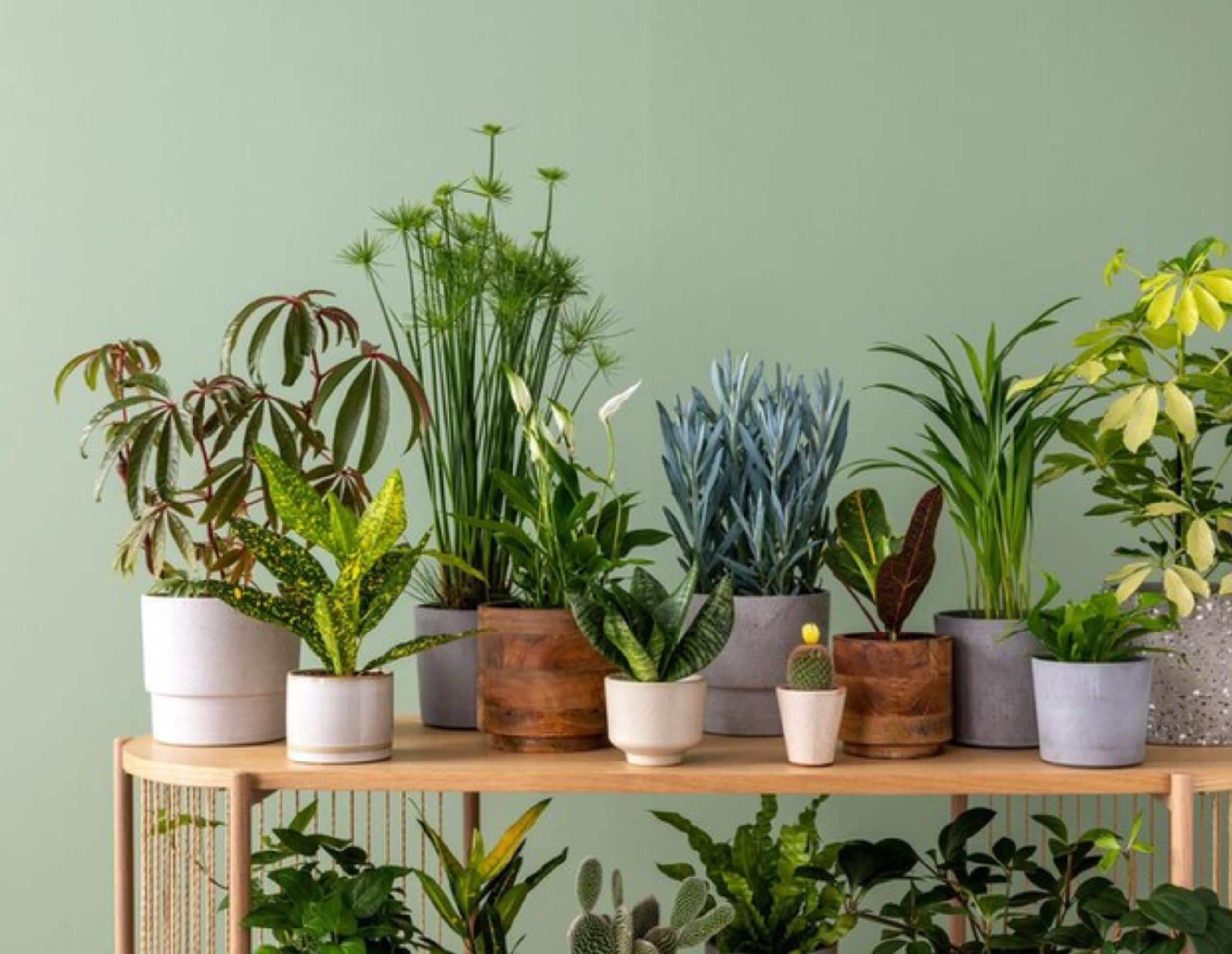 Indoor Plants