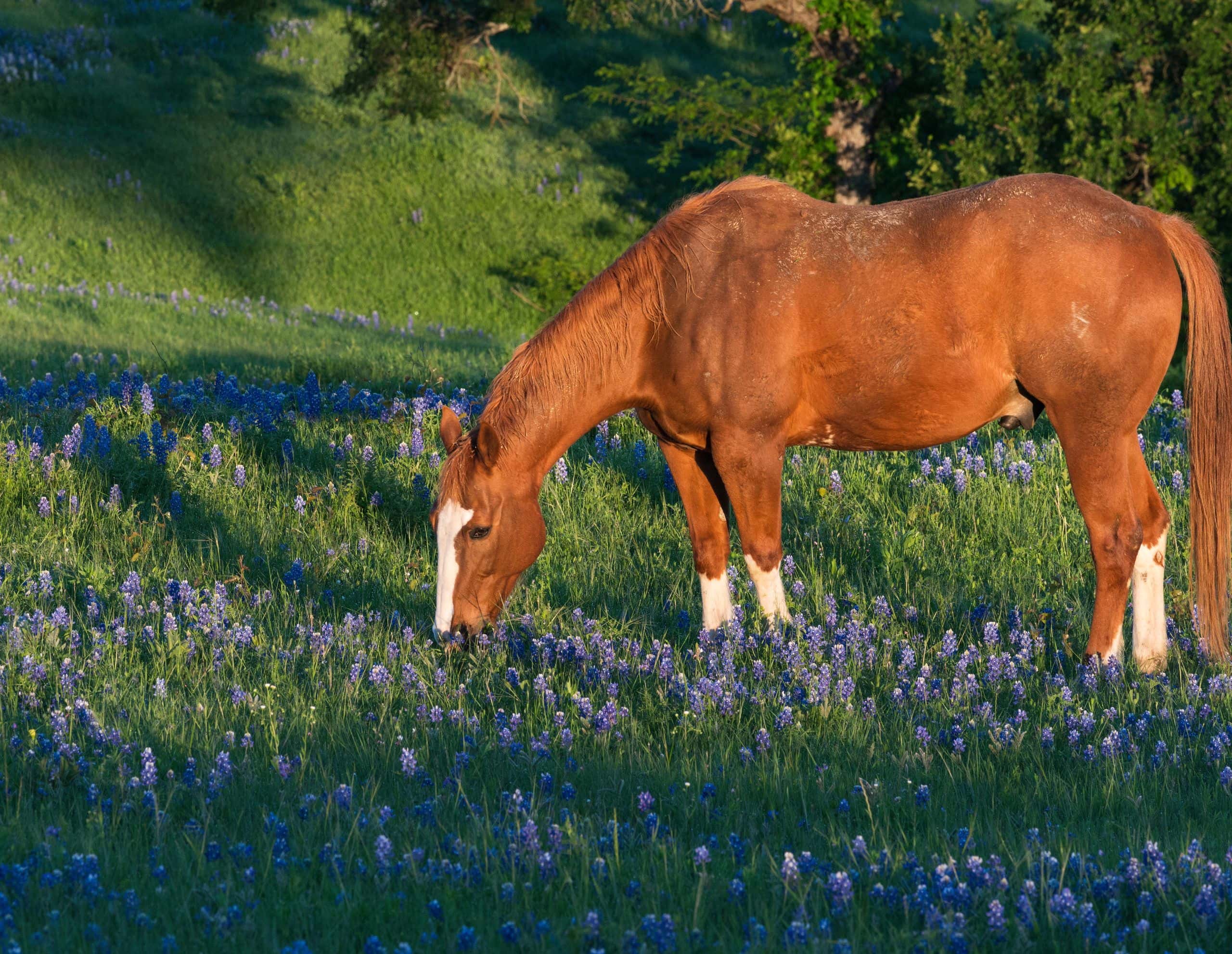 Horse Safe Plants