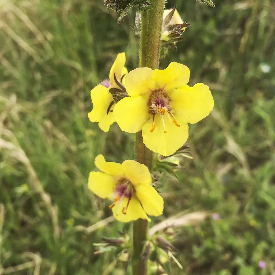 Aaron's rod plant