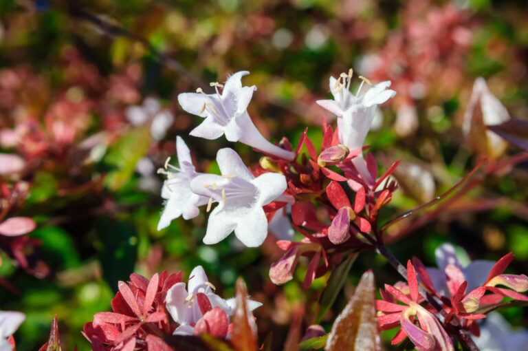 Abelia Plant