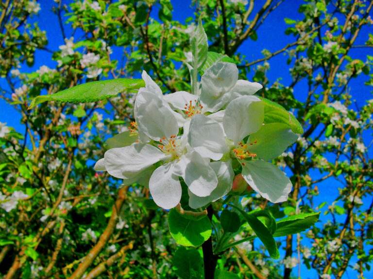 Abre Camino Plant