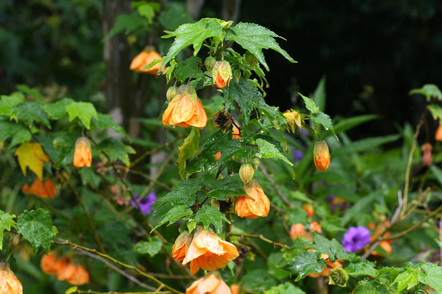 Abutilon Chinese Lantern Plant