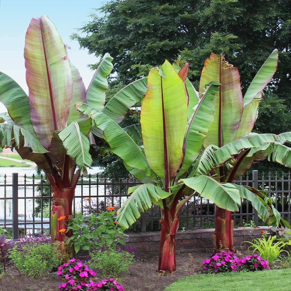 Abyssinian banana Plant