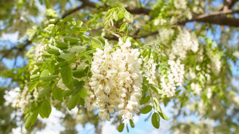 Acacia Plant