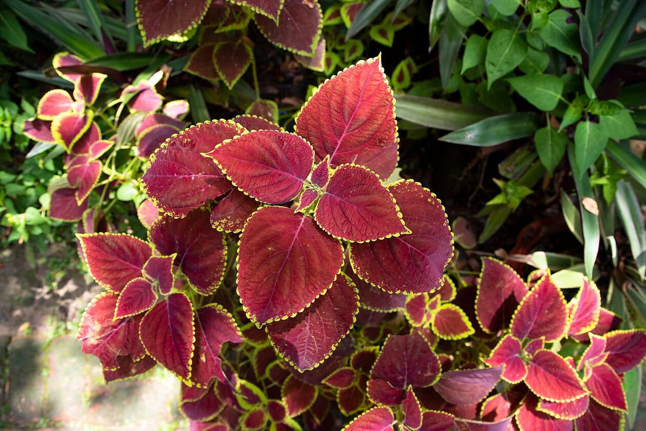 Acalypha Plant