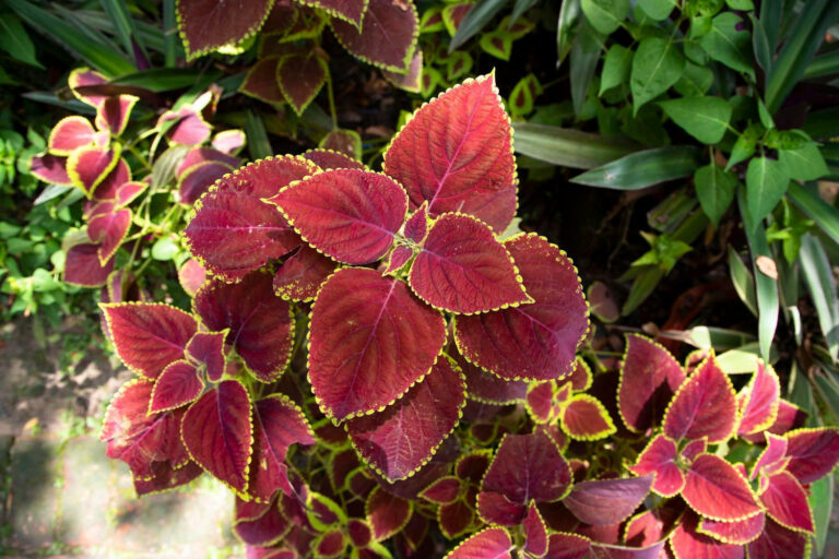 Acalypha Plant