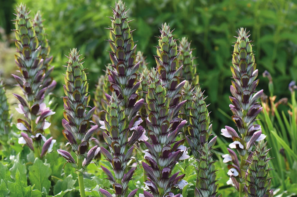 Acanthus (Bear's breeches) Plant