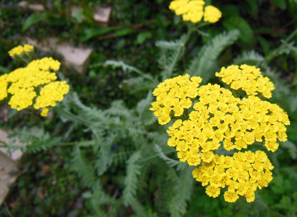 Achillea (Yarrow) Plant