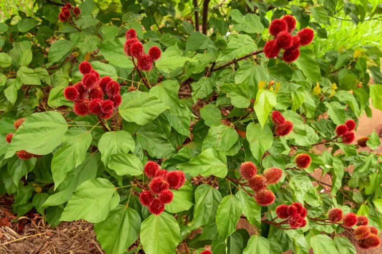 Achiote plant