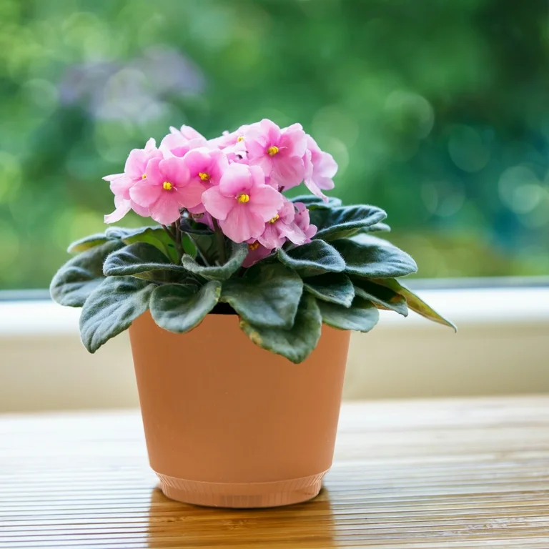 Best Non-Toxic Plants for Classroom