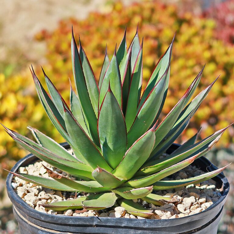 Agave Plant