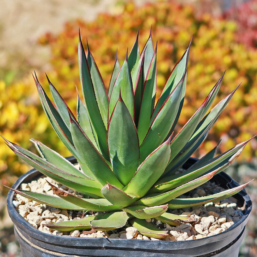 Agave Plant