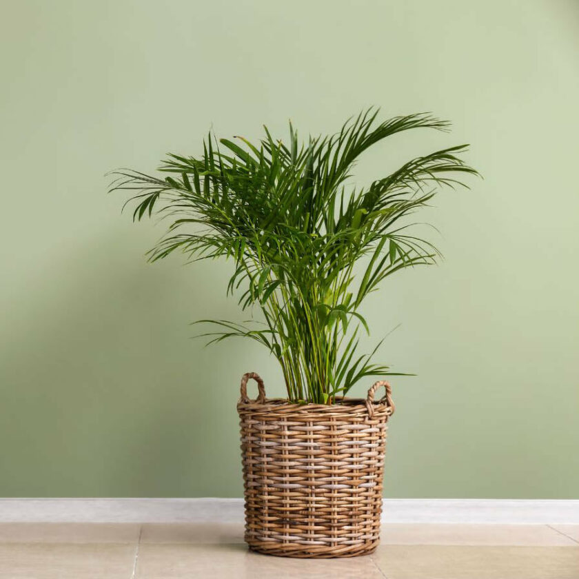 pet safe plants for dark rooms