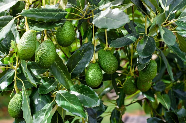 Avocado Plant