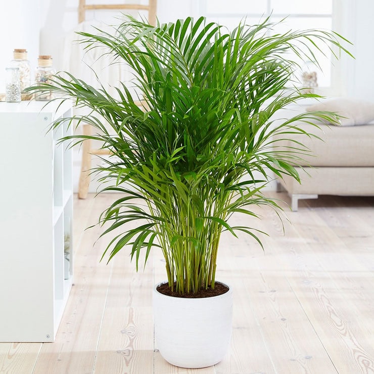 Best Pet Friendly Plants for Bathroom