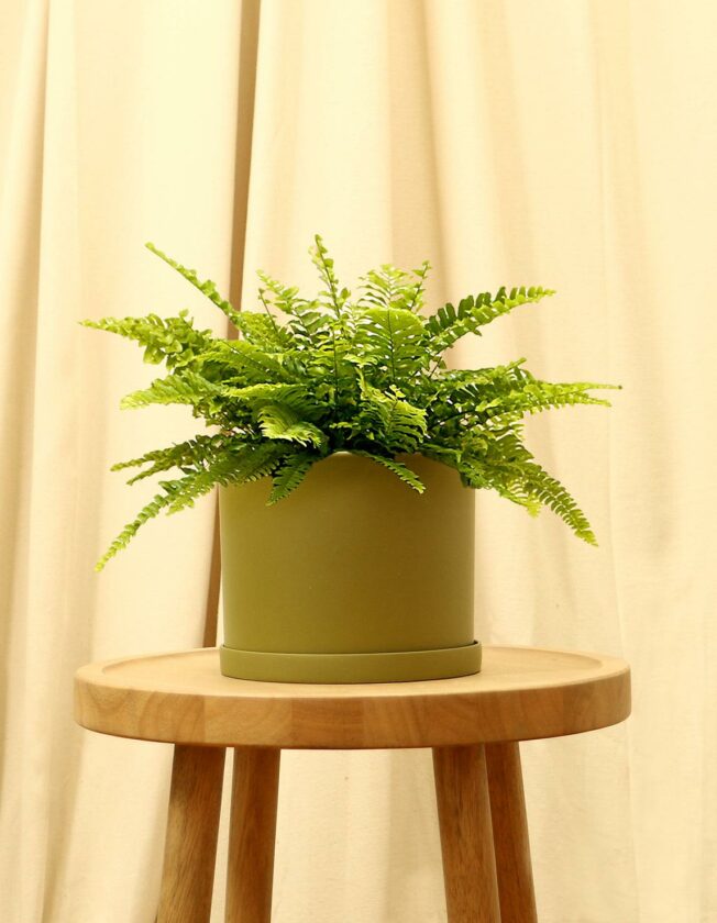 pet safe plants for dark rooms