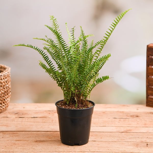 Best Non-Toxic Plants for Classroom