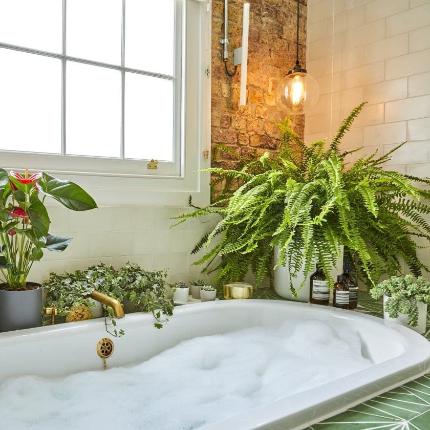 best pet friendly plants for bathroom