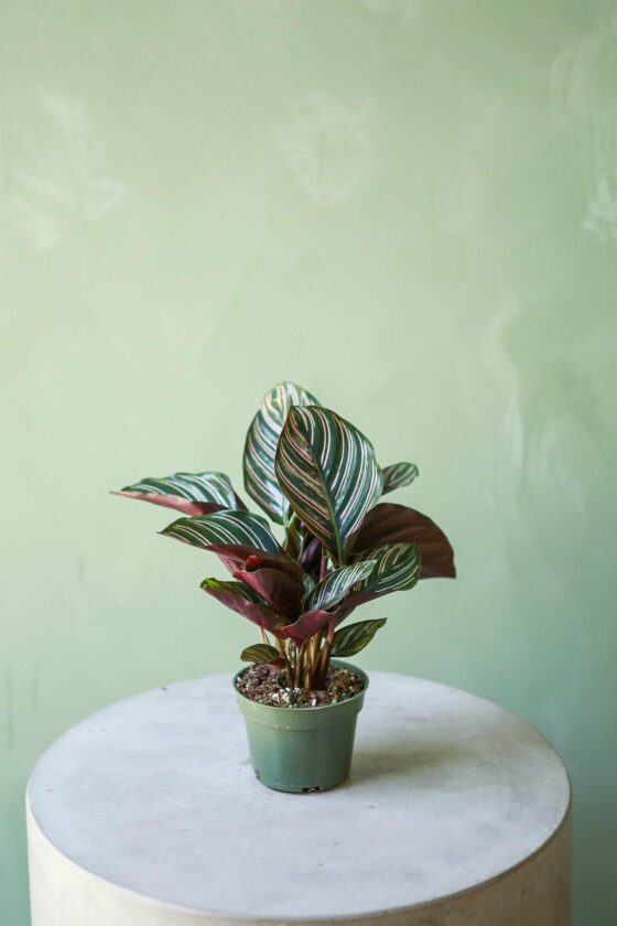 pet safe plants for dark rooms