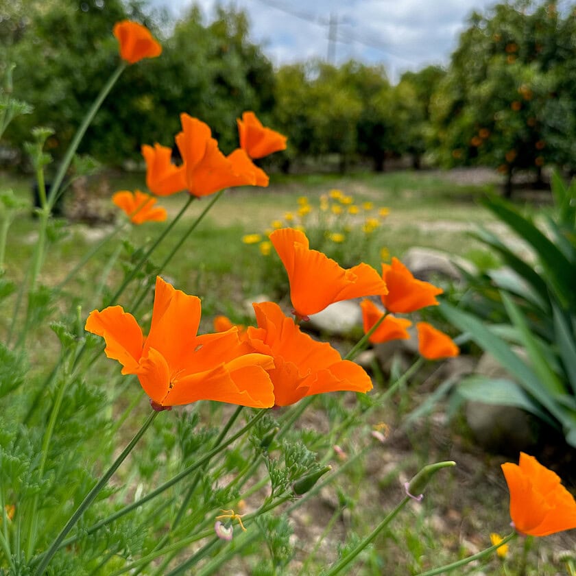 Best Drought Tolerant Plants for Southern California