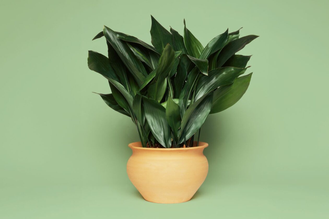 pet safe plants for dark rooms