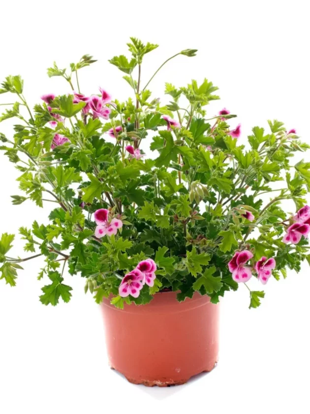 pet safe plants that repel mosquitoes