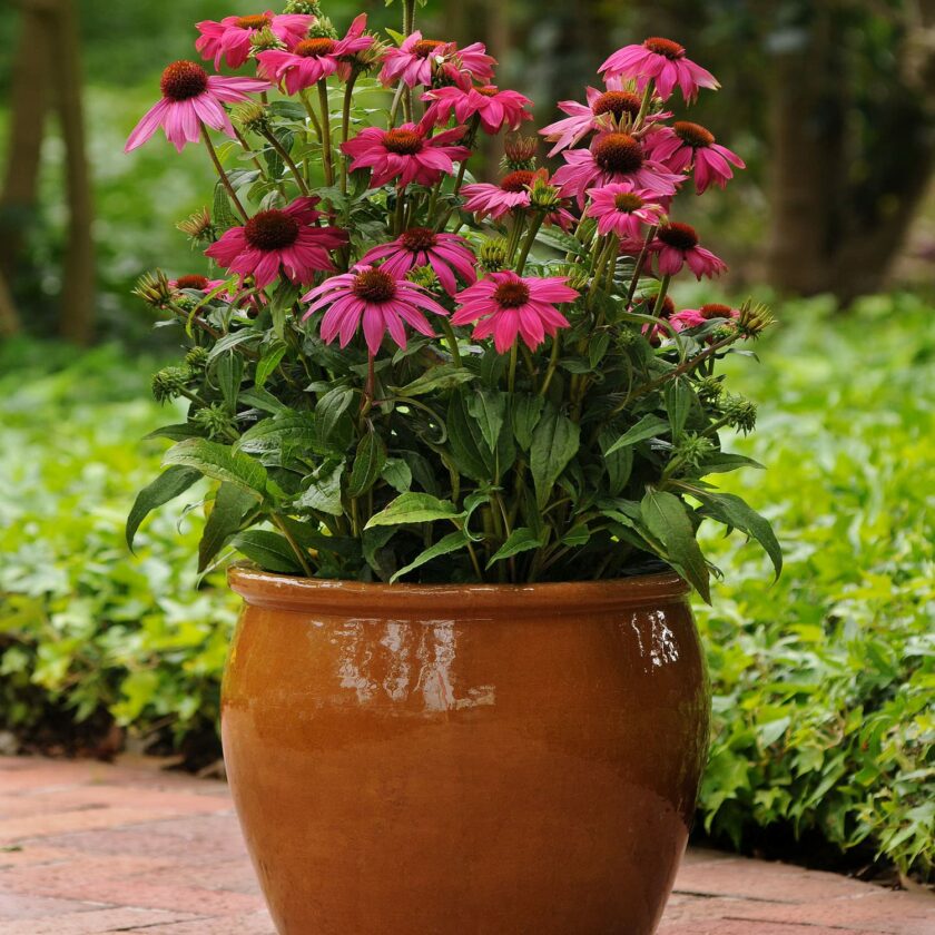 Best Bee Friendly Plants for Pots