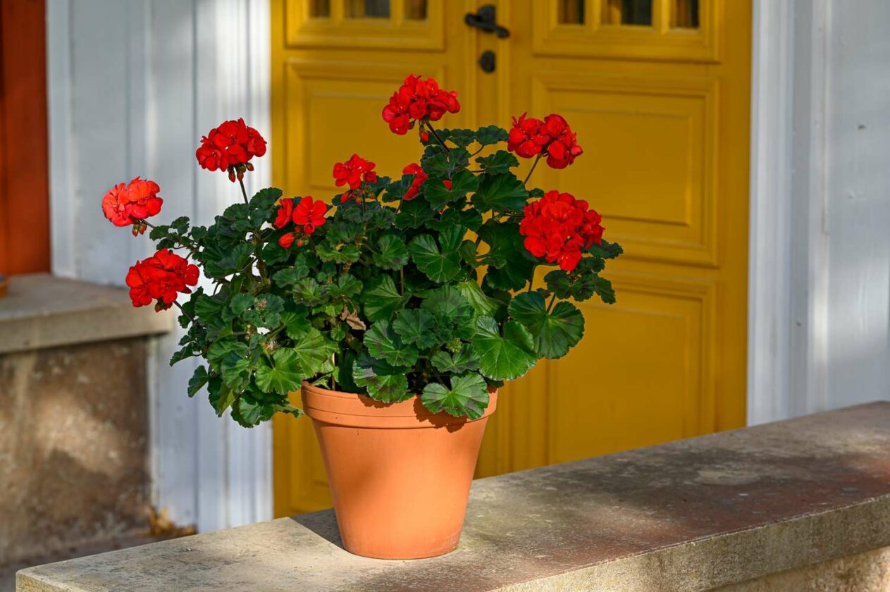 pet safe plants that repel mosquitoes