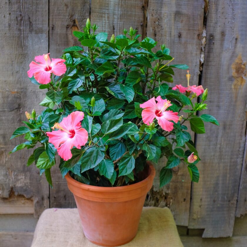 Hibiscus Plant