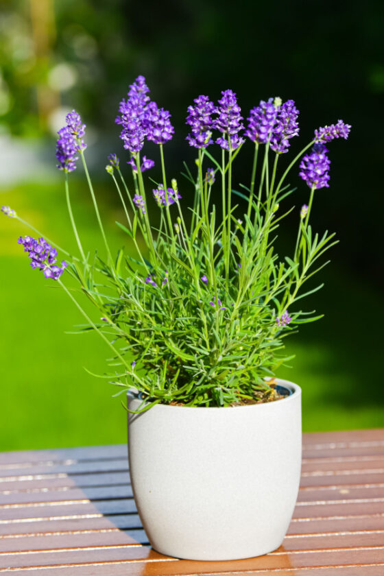 pet safe plants that repel mosquitoes