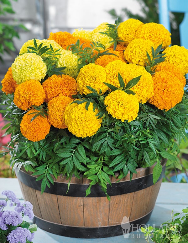 Best Bee Friendly Plants for Pots