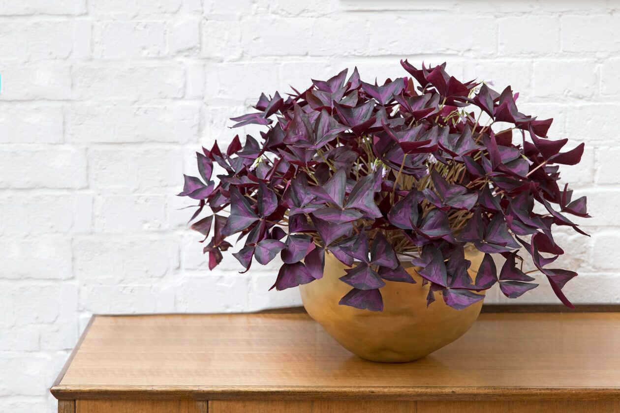 Oxalis Triangularis Plant