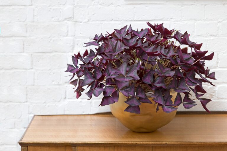 Oxalis Triangularis Plant